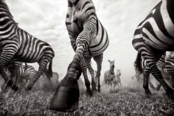 Onward (Deluxe) by Anup Shah - Deluxe Limited Edition on Paper sized 38x25 inches. Available from Whitewall Galleries
